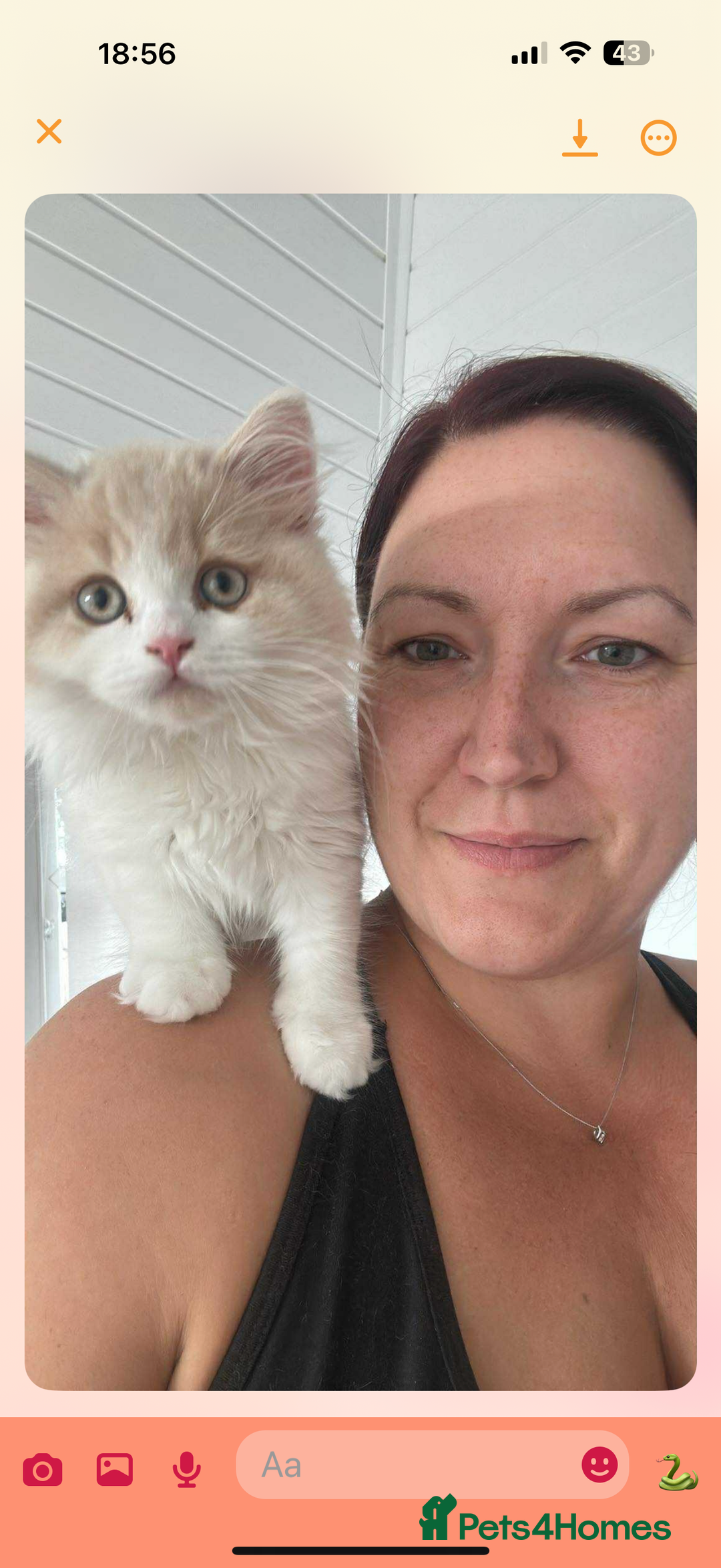 British Longhair cats for sale: Ready now . British longhair boy  - Image 1