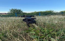 Staffordshire Bull Terrier dogs for sale: Staffy Puppy's for sell in Liverpool - Image 8