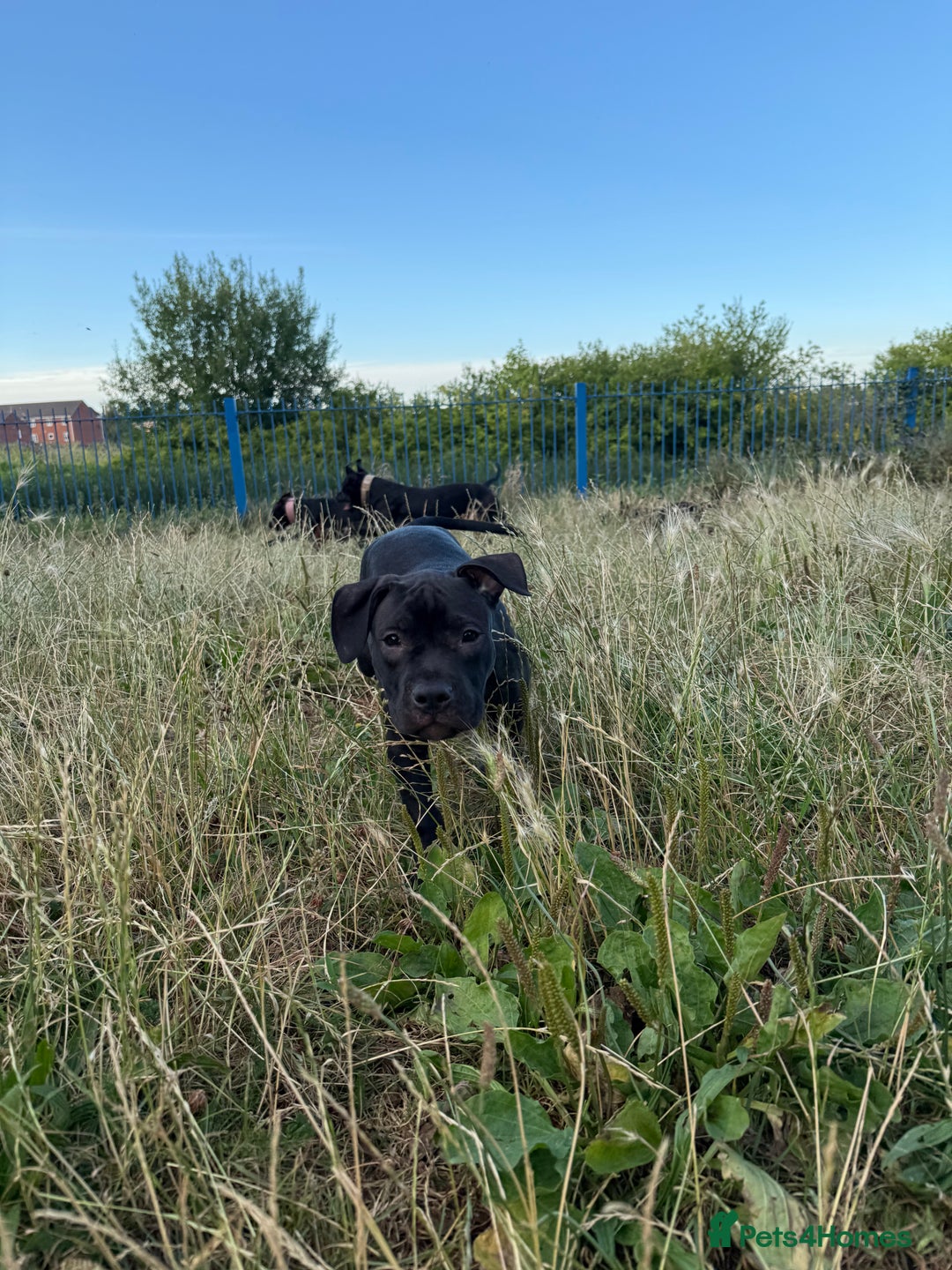Staffordshire Bull Terrier dogs for sale: Staffy Puppy's for sell in Liverpool - Image 8