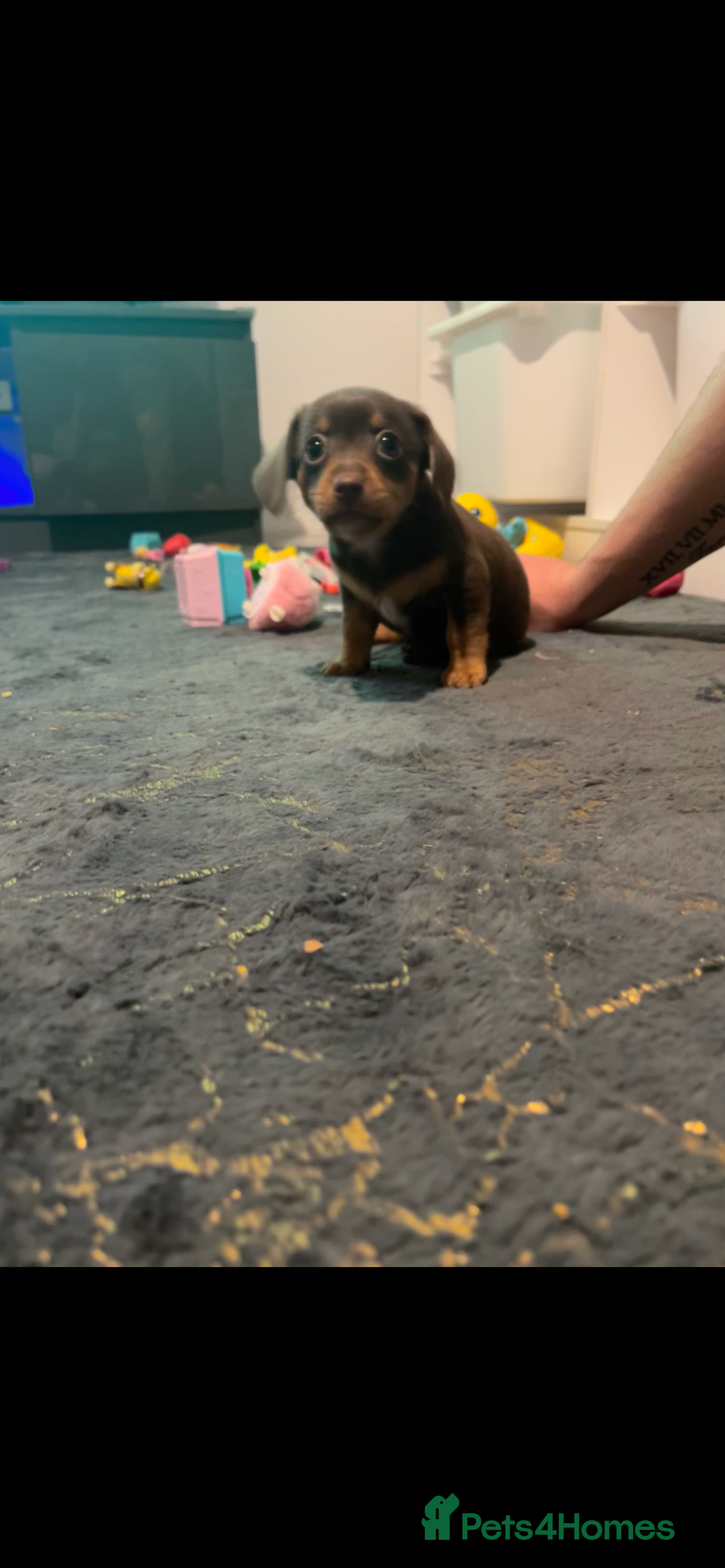 Dachshund dogs for sale: Dachshund puppies ready to leave !  - Image 7