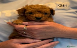 Toy Poodle dogs for sale: Toy poodle puppies  - Image 3