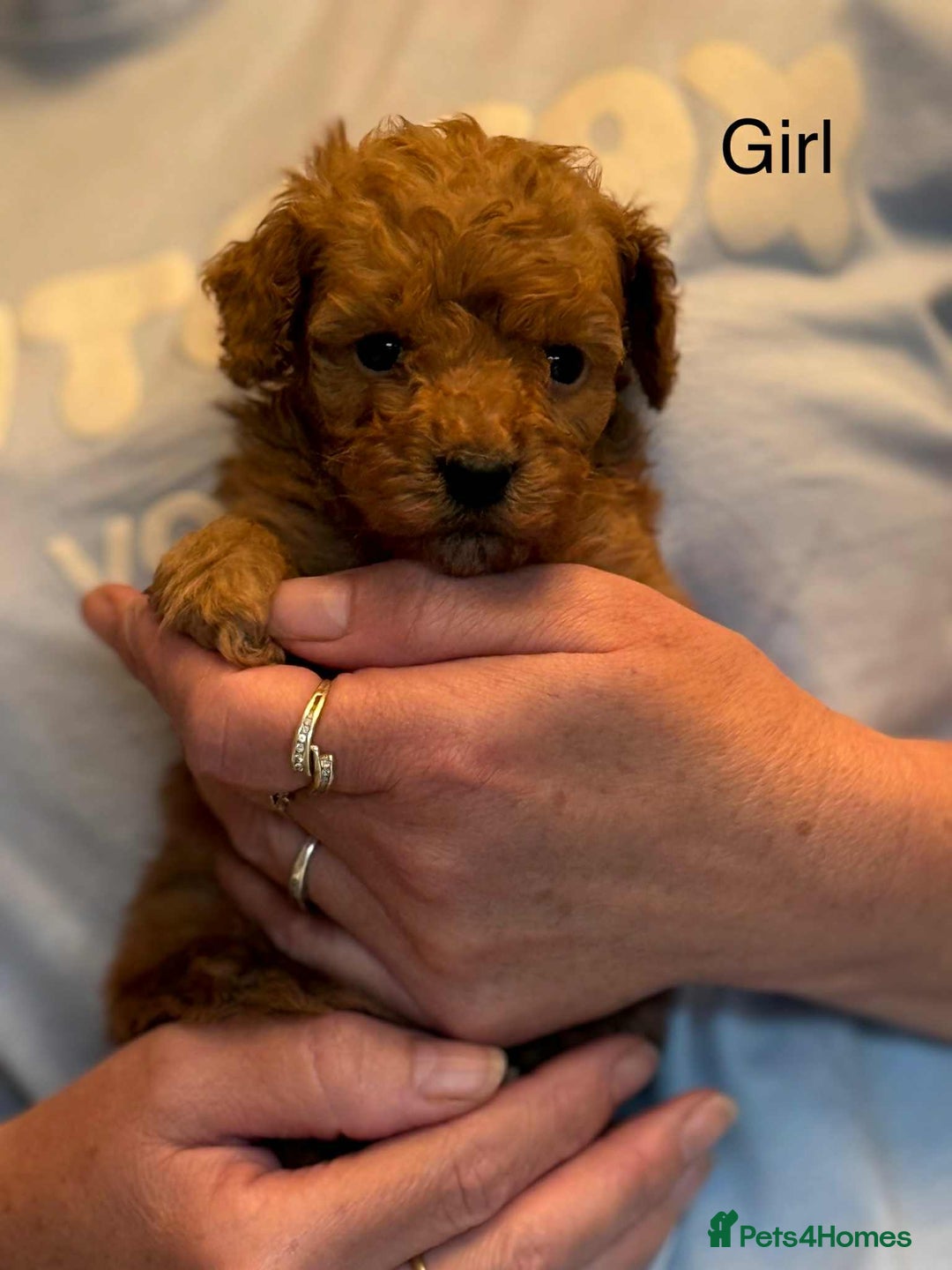 Toy Poodle dogs for sale: Toy poodle puppies  - Image 3