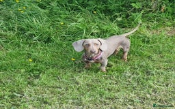 Miniature Dachshund dogs for stud: PROVEN KC Reg Miniature dachshund stud isabellatan - Advert 2