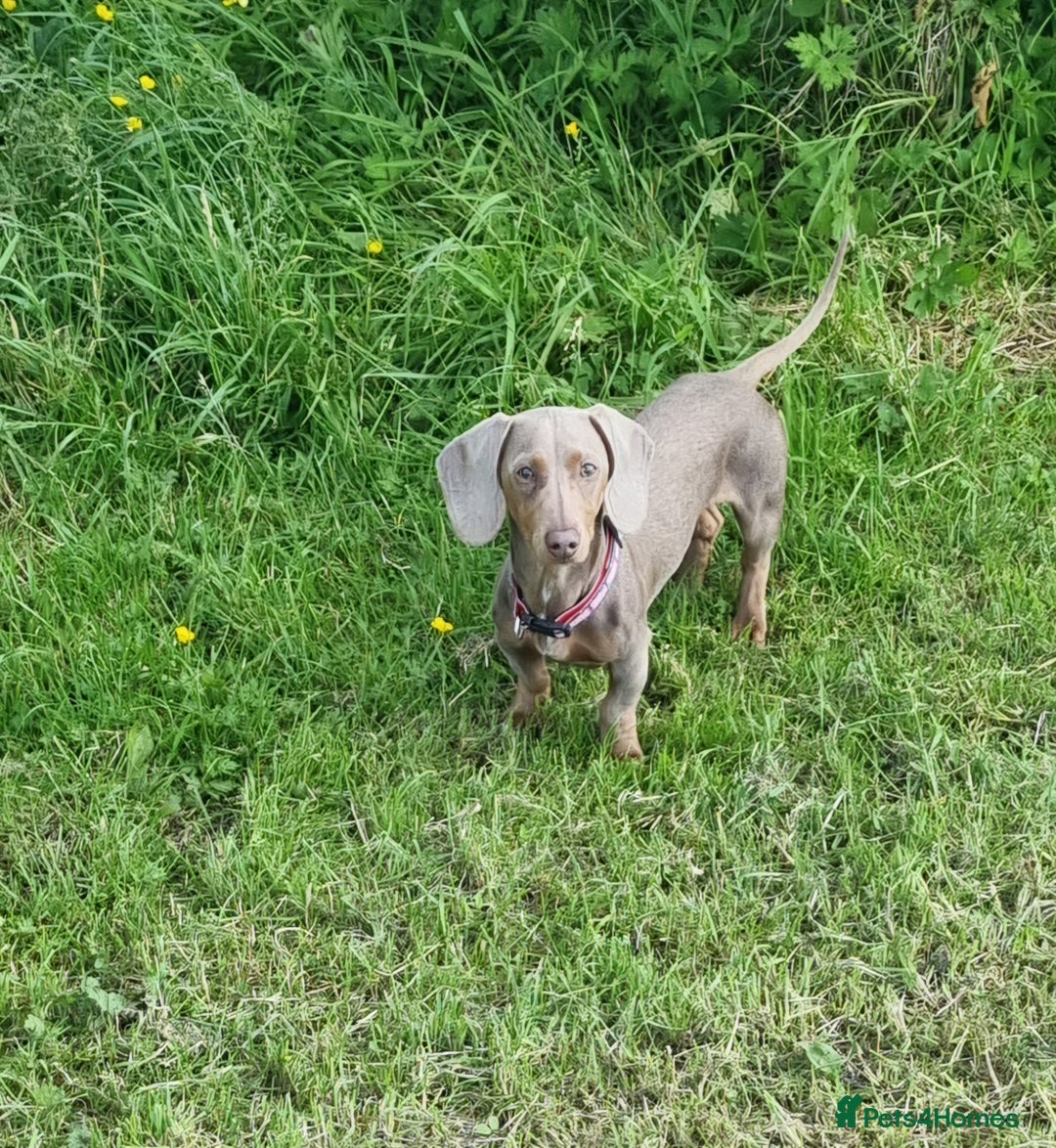 Miniature Dachshund dogs for stud: PROVEN KC Reg Miniature dachshund stud isabellatan - Advert 2