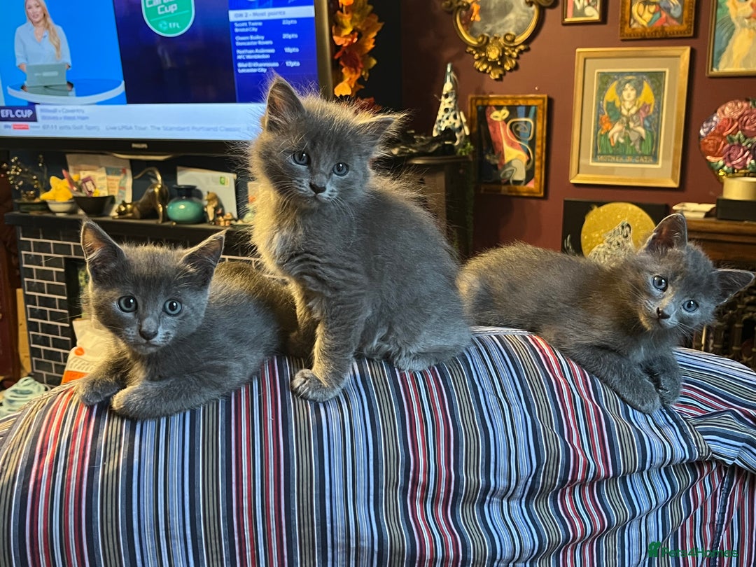 Oriental cats for sale: 5 STUNNING RAGAMESE/SIAMESE KITTENS - Image 2