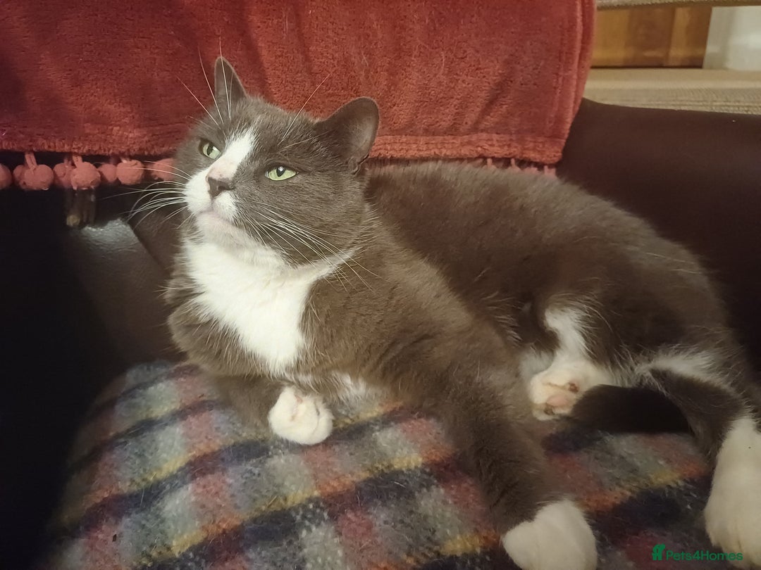 Mixed Breed cats for sale: 6 Lovely and Friendly Cats - Different colours - Advert 29