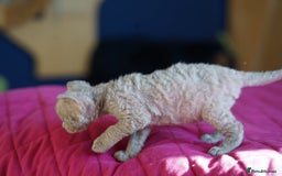 Devon Rex cats for sale: Ravel 💜male Devon Rex available  - Image 15
