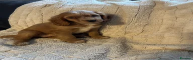 Cockalier 4