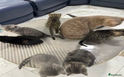 British Shorthair cats for sale: 9 British short hair kitten 2 different mother  - Image 4