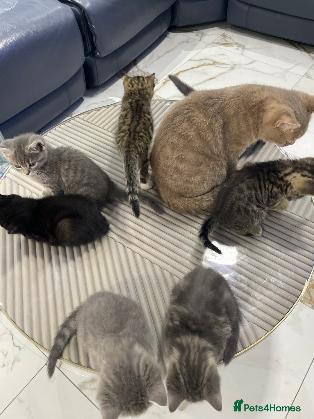 British Shorthair cats for sale: 9 British short hair kitten 2 different mother  - Image 4