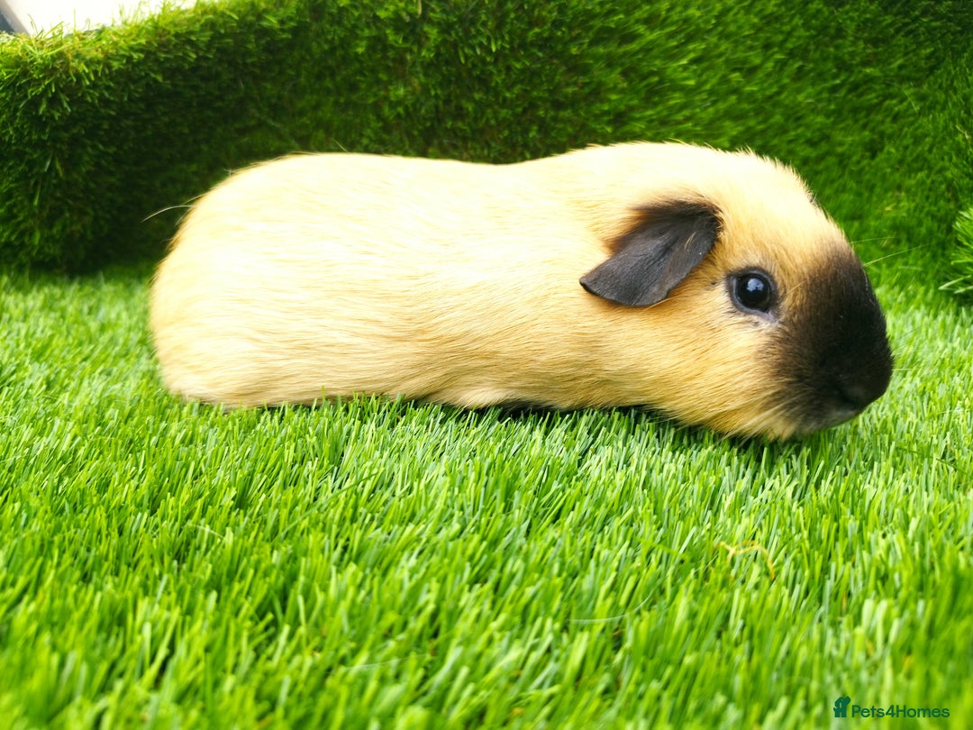 Guinea Pig rodents for sale: 2 Cream California Boars  - Image 5