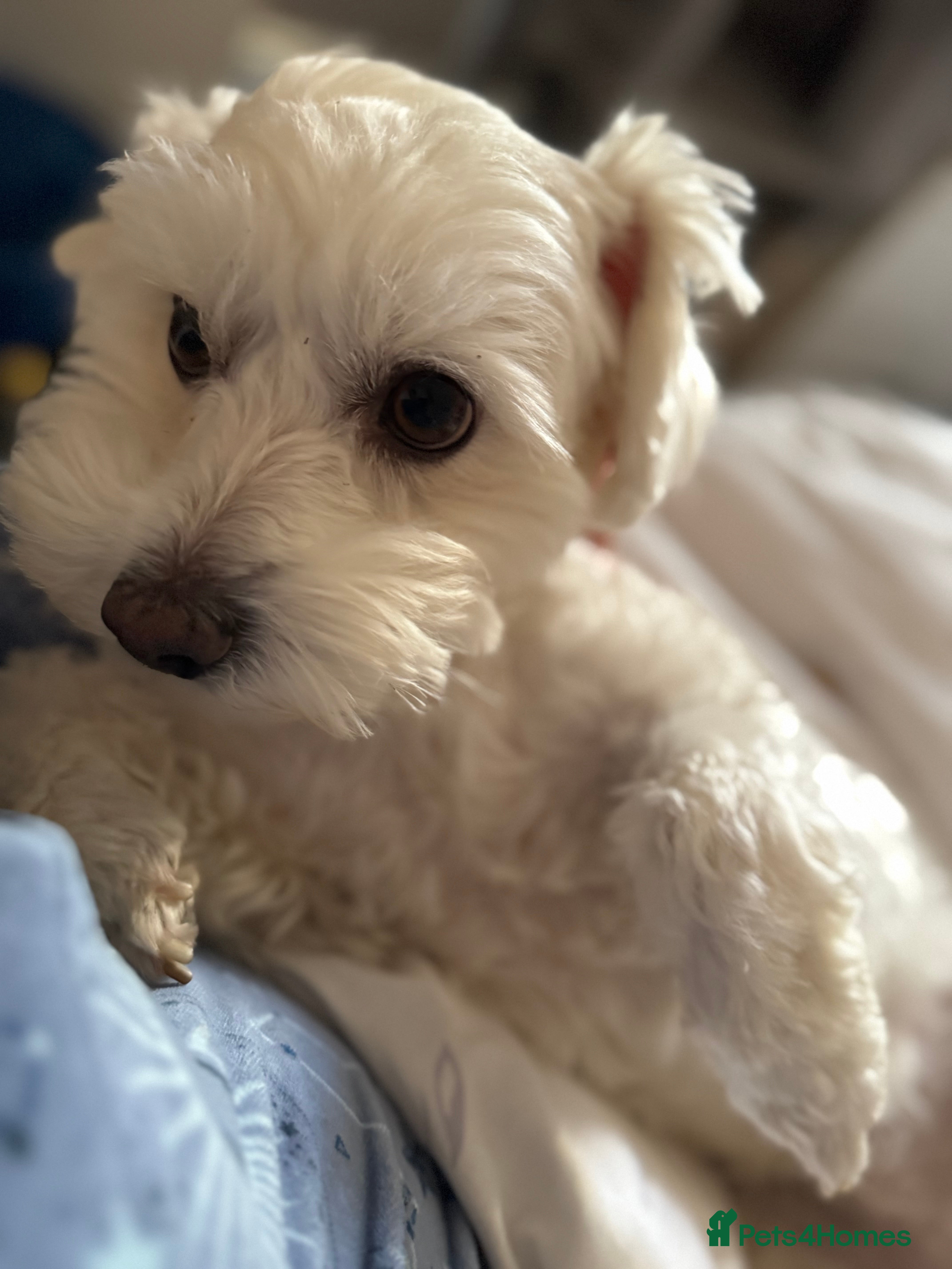 Maltese dogs Male puppy  - Advert 15