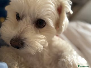 Maltese dogs Male puppy - Advert 9