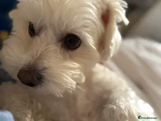 Maltese dogs Male puppy - Advert 16