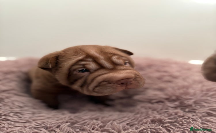Shar Pei dogs Perfect Shar Pei Pups Ready from 27/11 - Advert 1