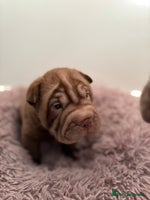 Shar Pei dogs Perfect Shar Pei Pups Ready from 27/11 - Advert 2