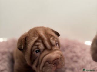 Shar Pei dogs Perfect Shar Pei Pups Ready from 27/11 - Advert 1