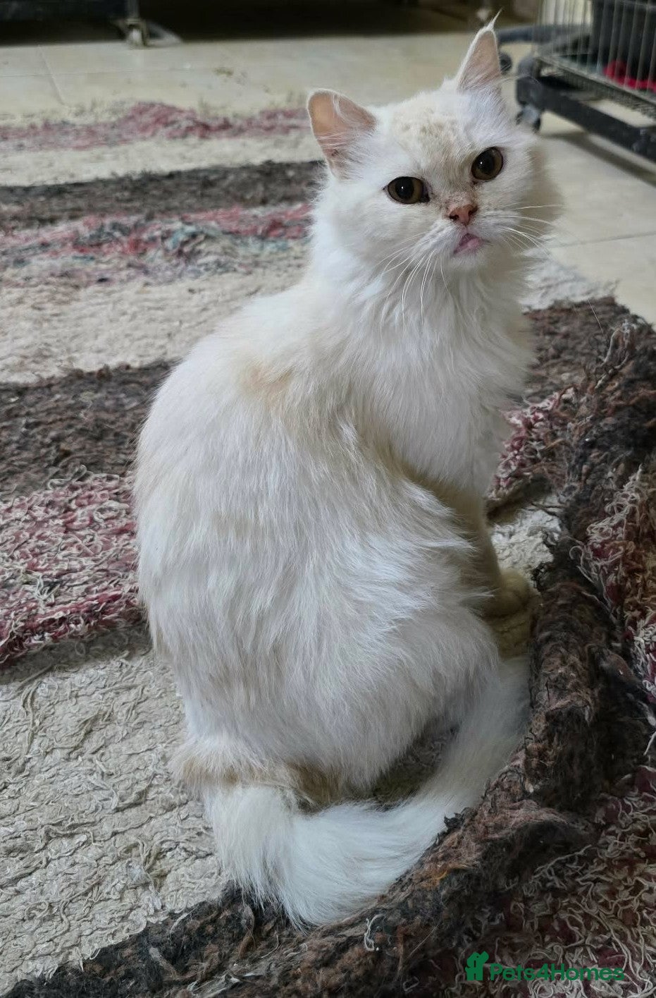 Mixed Breed cats Cuddly and cute Crystal  - Advert 1