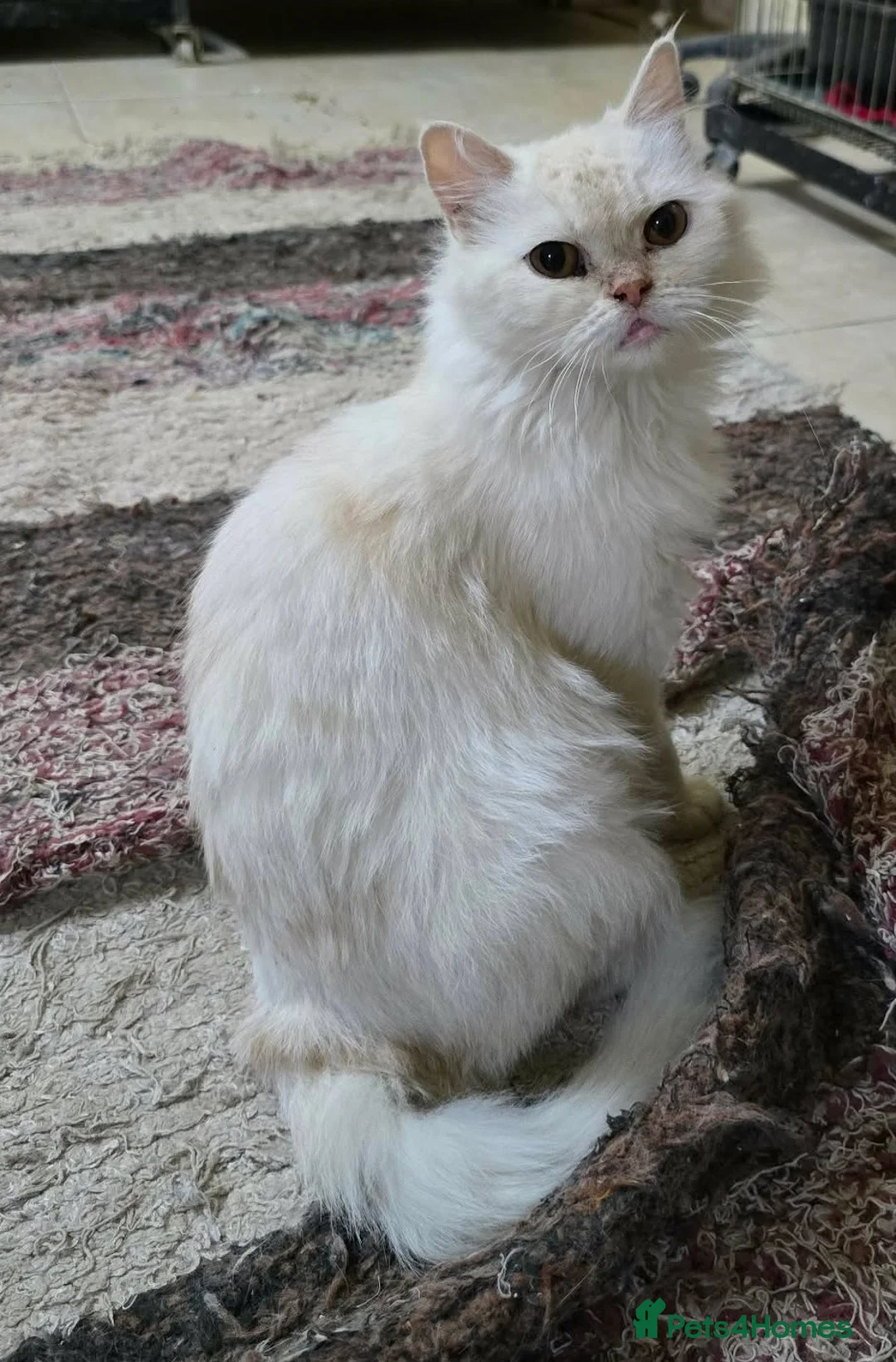 Mixed Breed cats for adoption: Cuddly and cute Crystal  - Advert 1