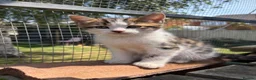Mixed Breed cats for sale: Beautiful bengal cross kittens in Abbots Langley - Advert 1