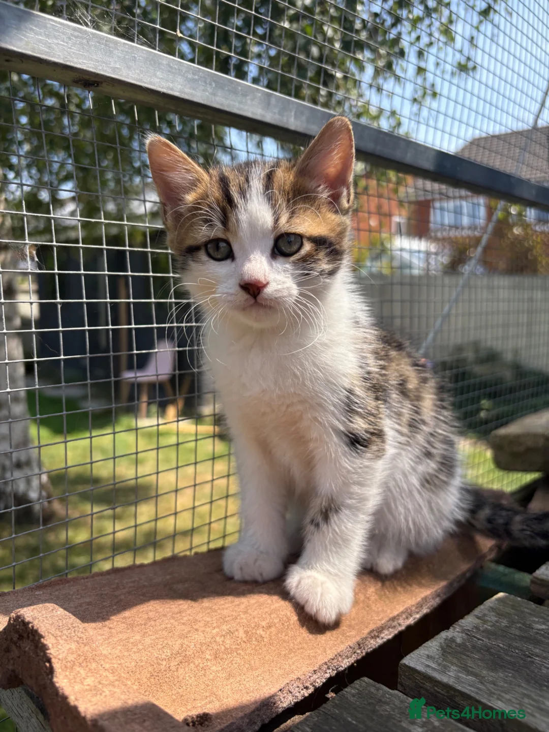 Mixed Breed cats for sale: Beautiful bengal cross kittens in Abbots Langley - Advert 1