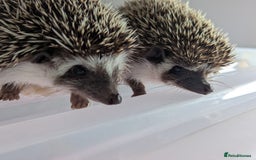 Pygmy Hedgehog rodents for sale: Gorgeous Hoglets!! AVAILABLE/REDUCED!!!! - Image 10