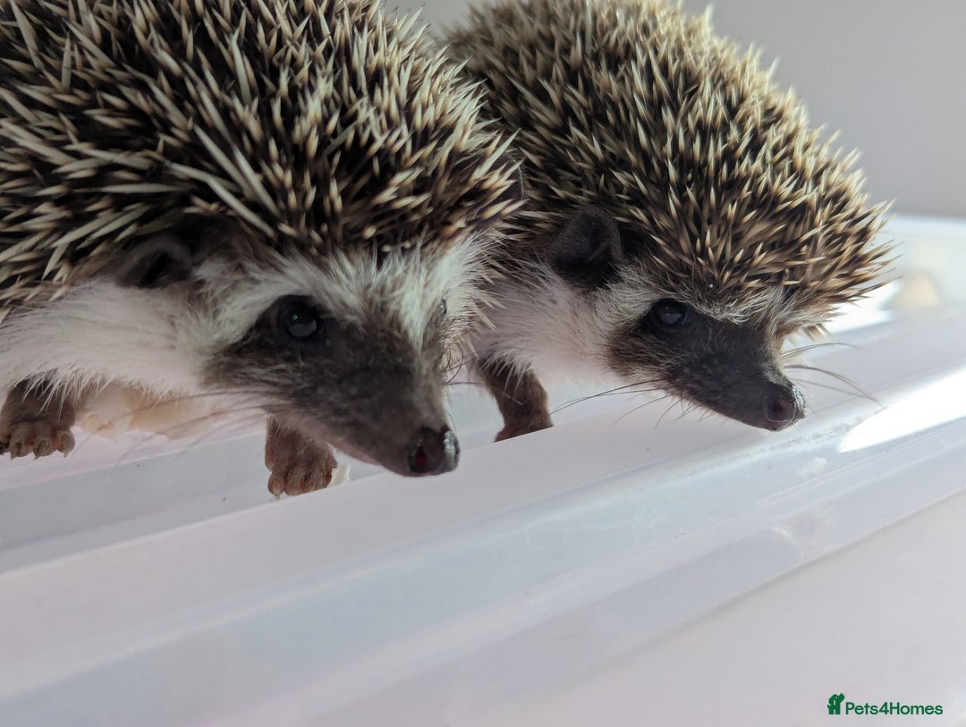 Pygmy Hedgehog rodents for sale: Gorgeous Hoglets!! AVAILABLE/REDUCED!!!! - Image 10