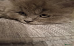 British Longhair cats for sale: 5 x beautiful BLH kittens for sale - Advert 31