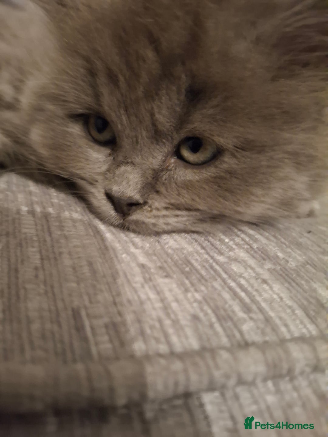 British Longhair cats for sale: 5 x beautiful BLH kittens for sale - Advert 31