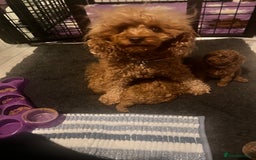 Toy Poodle dogs for sale: Perfect red toy poodle girl needs forever family - Image 7