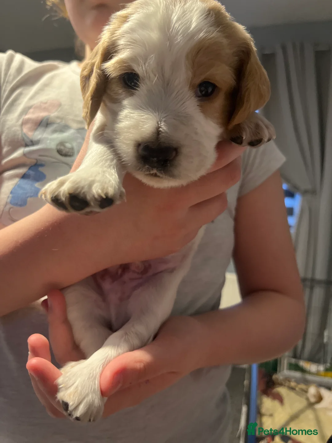 Cocker Spaniel dogs for sale: Cocker spaniel puppies  in Rotherham - Advert 5