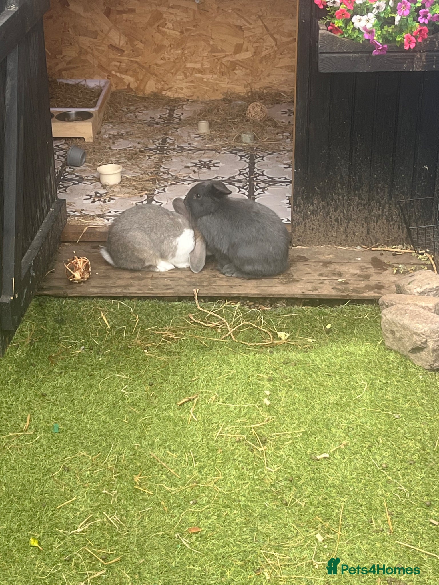 Mini Lop rabbits for sale: Mini lop rabbit  - Advert 2