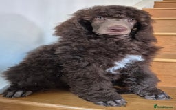 Standard Poodle dogs for sale: KC reg Brown Parti & phantom Standard Poodle pups - Image 7