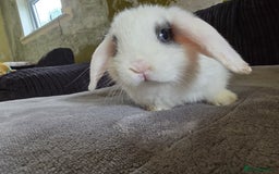 Mini Lop rabbits for sale: Mini lop baby girl ready now - Image 9
