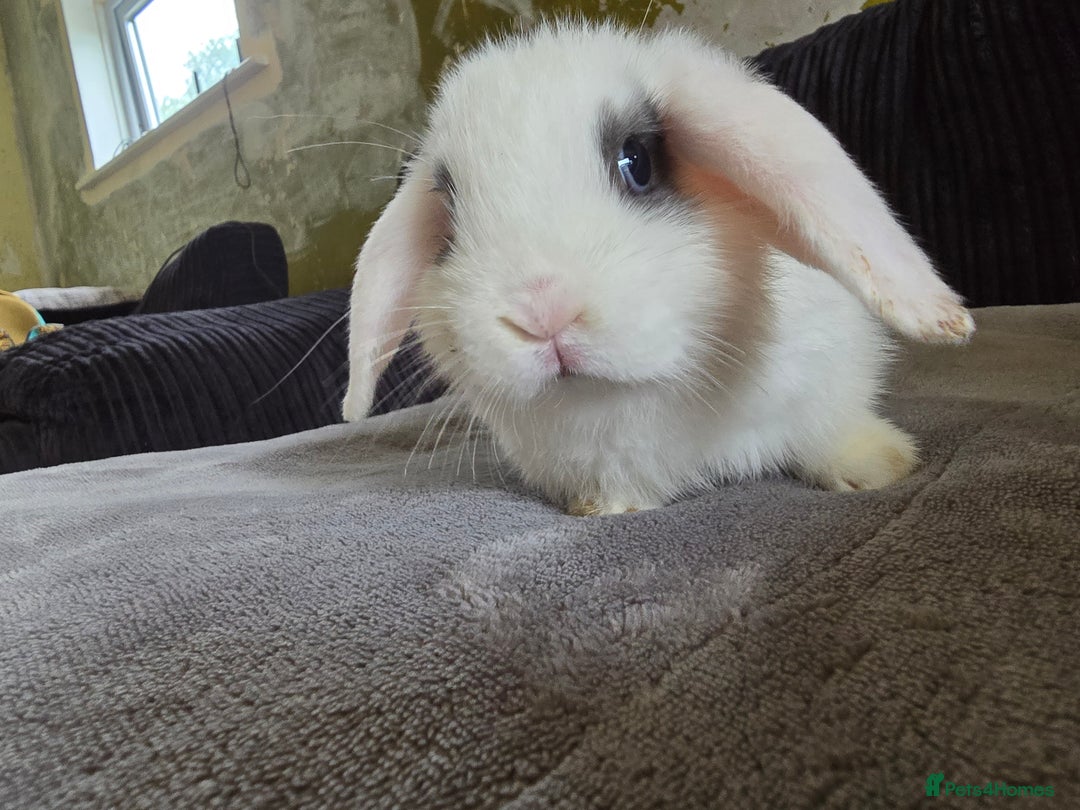 Mini Lop rabbits for sale: Mini lop baby girl ready now - Image 9