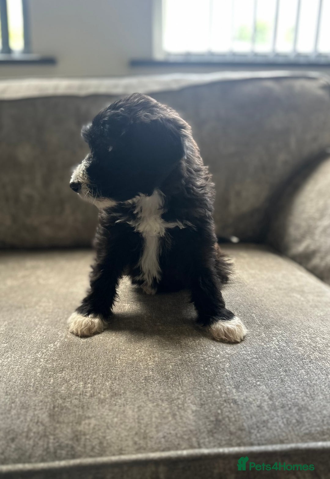 Goldendoodle dogs for sale: Beautiful doodles looking for forever homes - Image 7