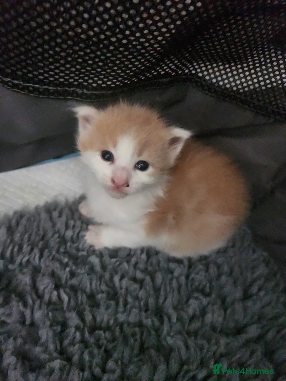 Maine Coon cats for sale: Maine Coon Kittens purebred – Reserve Now - Image 21