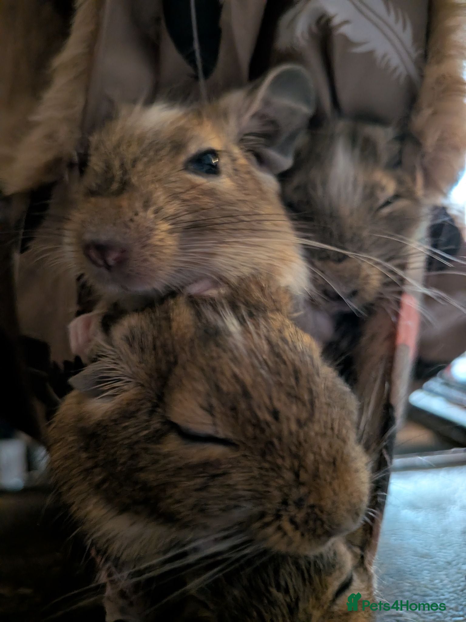 Degus rodents Degus  - Advert 13