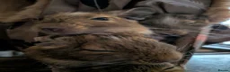 Degus rodents for sale: Degus  in Poole - Advert 1
