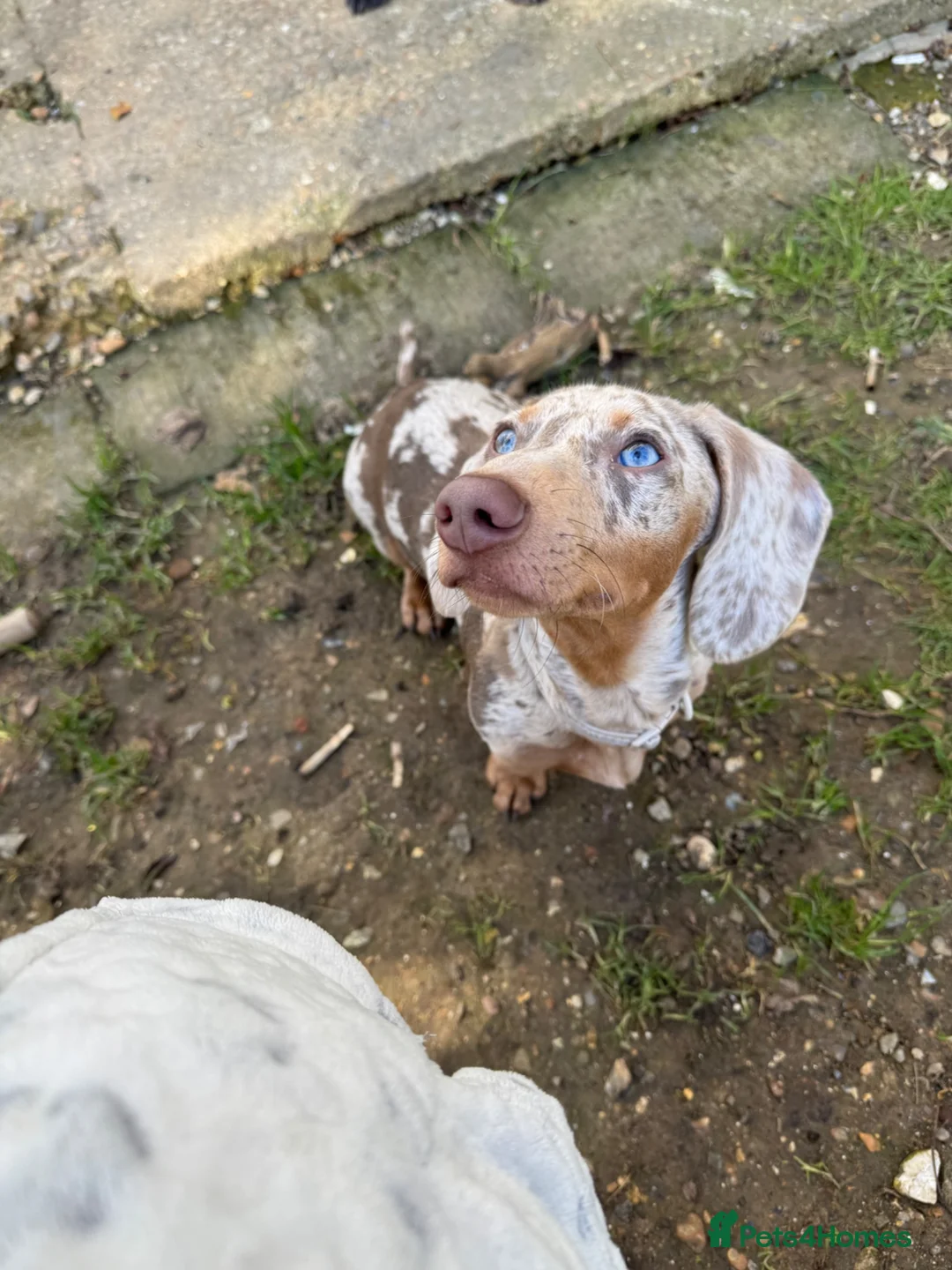 Dachshund dogs for stud: Reico  - Advert 1