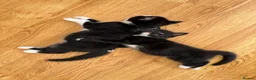 Mixed Breed cats for sale: Beautiful black & white kittens for sale  - Advert 11