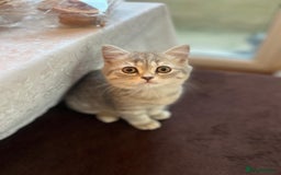 Scottish Fold cats for sale: Adorable Scottish Kitten Looking for a Loving Home - Image 2