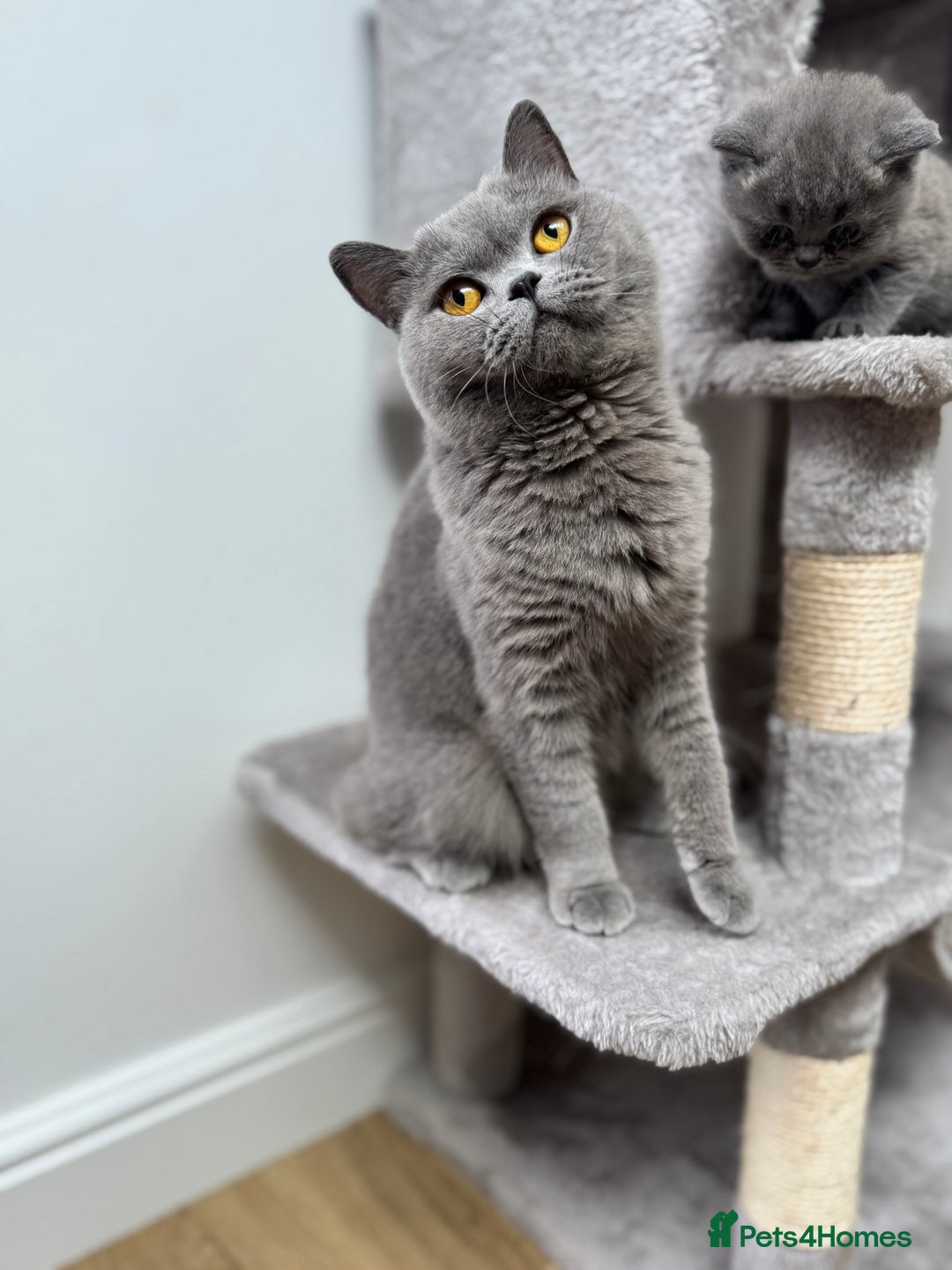 British Shorthair cats for sale: GCCF Registered British Shorthair kittens  - Image 10