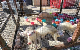 Ferret rodents for sale: Workers/ semi angoras  - Image 3