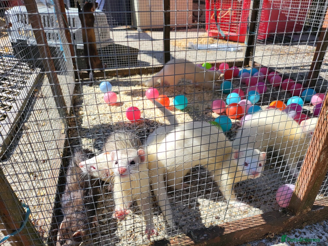 Ferret rodents for sale: Workers/ semi angoras  - Image 3