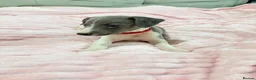 Whippet dogs for sale: Whippet puppies  - Advert 29