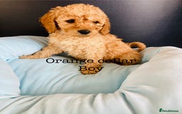 Cockapoo dogs for sale: Cockapoo F1B puppies 🐶Now Ready to leave🐶  - Image 13