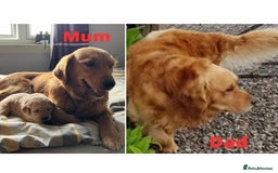 Golden Retriever dogs for sale: 🐾 Golden Retriever Puppies – Ready Soon! 🐾 - Image 37