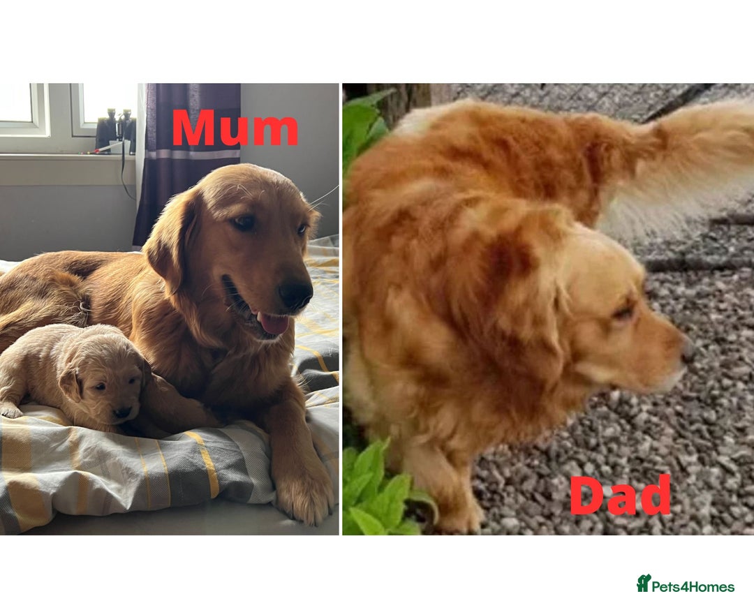 Golden Retriever dogs for sale: 🐾 Golden Retriever Puppies – Ready Soon! 🐾 - Image 37