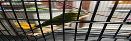 Budgerigars birds for sale: 2male Budgerigar  in Saint Helens - Advert 4